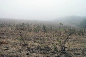 Romania land_0.jpg
